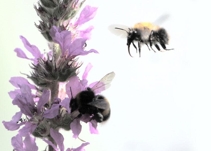 Bee