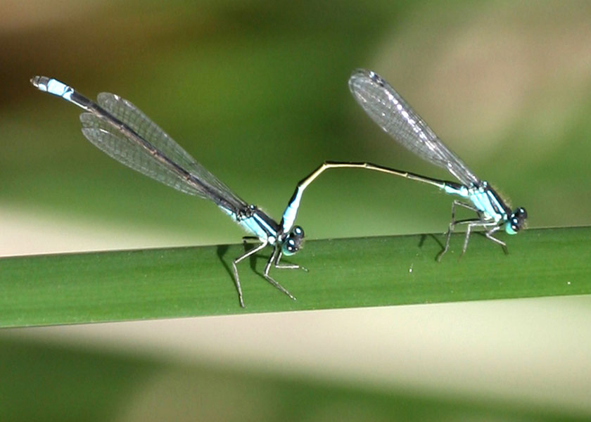 Damselflies