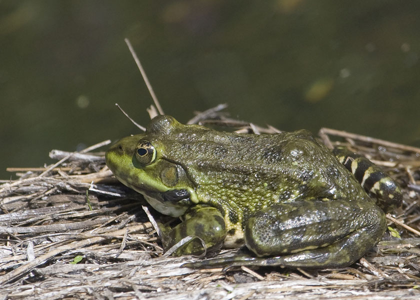 Frog or Toad