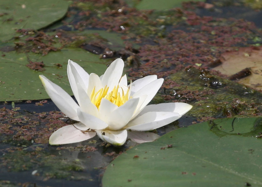 Lilly