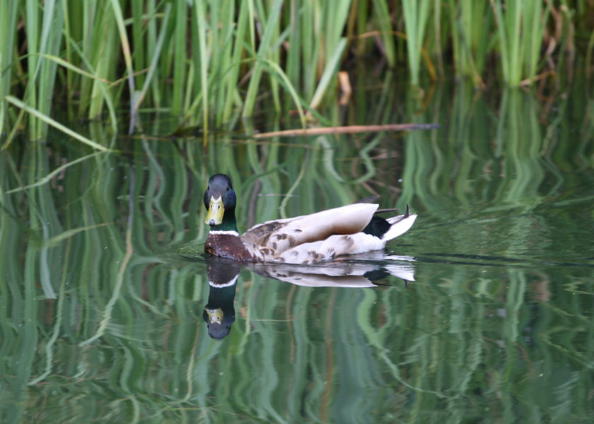 Mallard