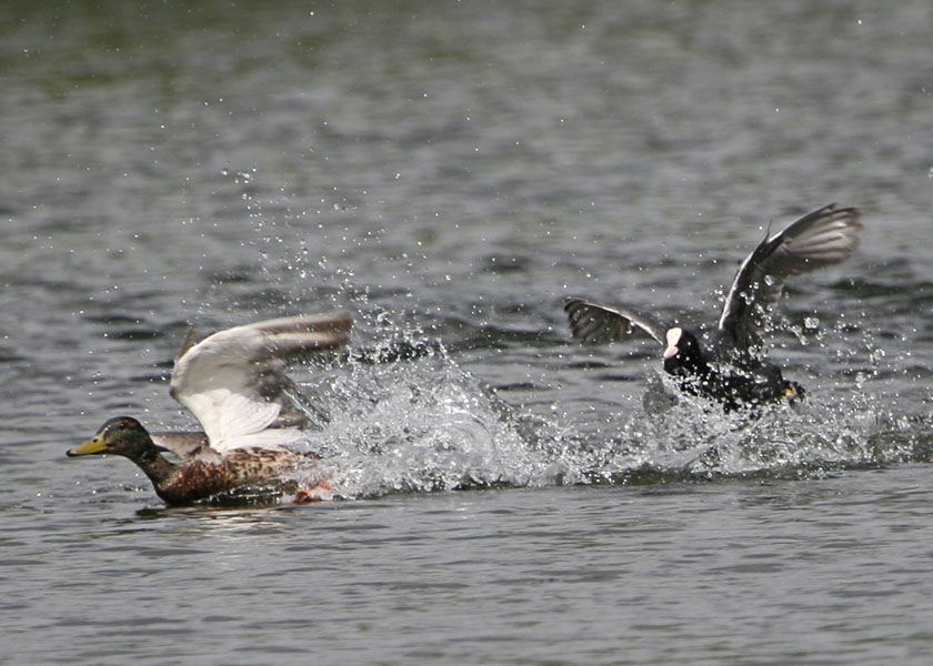 Mad as a Coot
