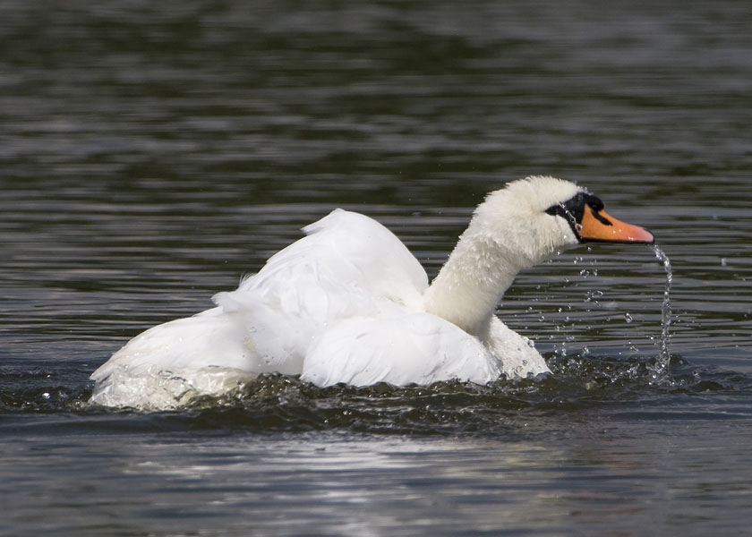 Swan