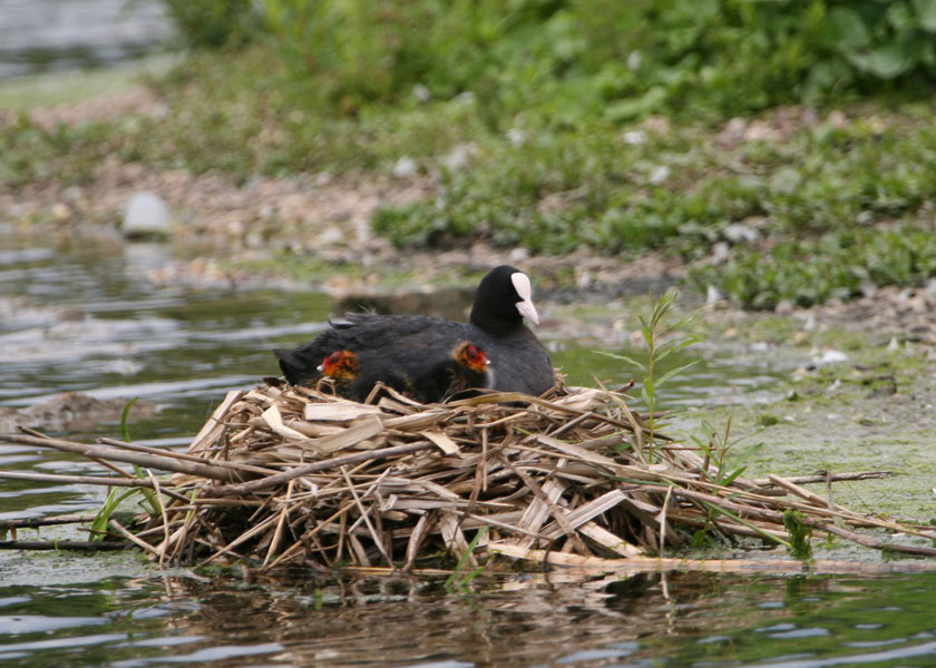 Coot on a nest