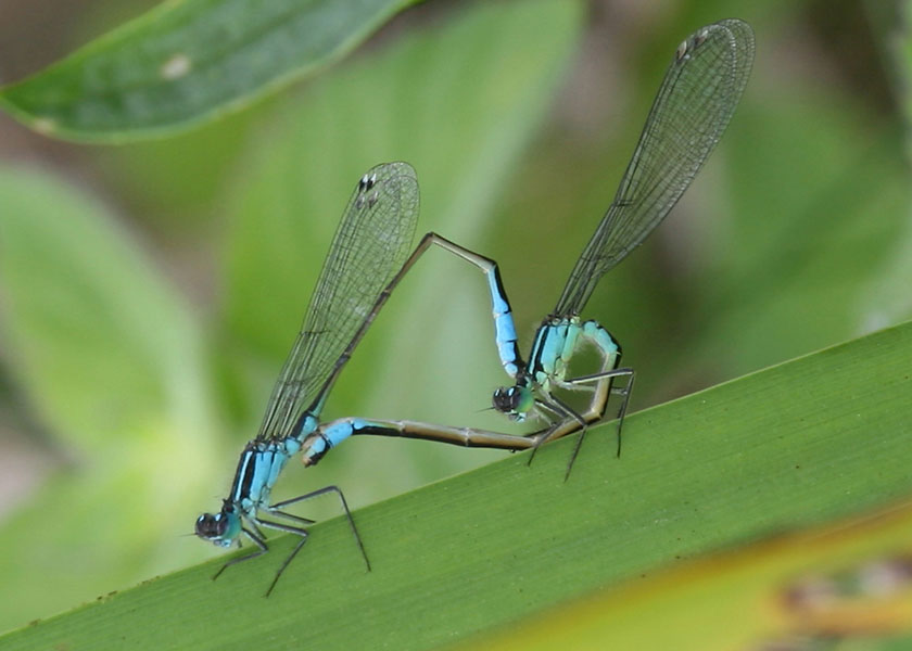 Damselflies