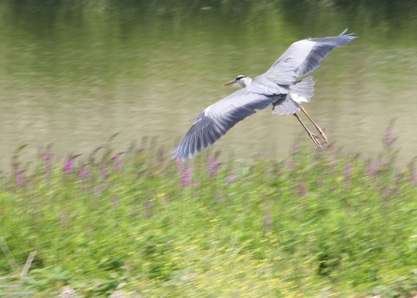 Heron in flight