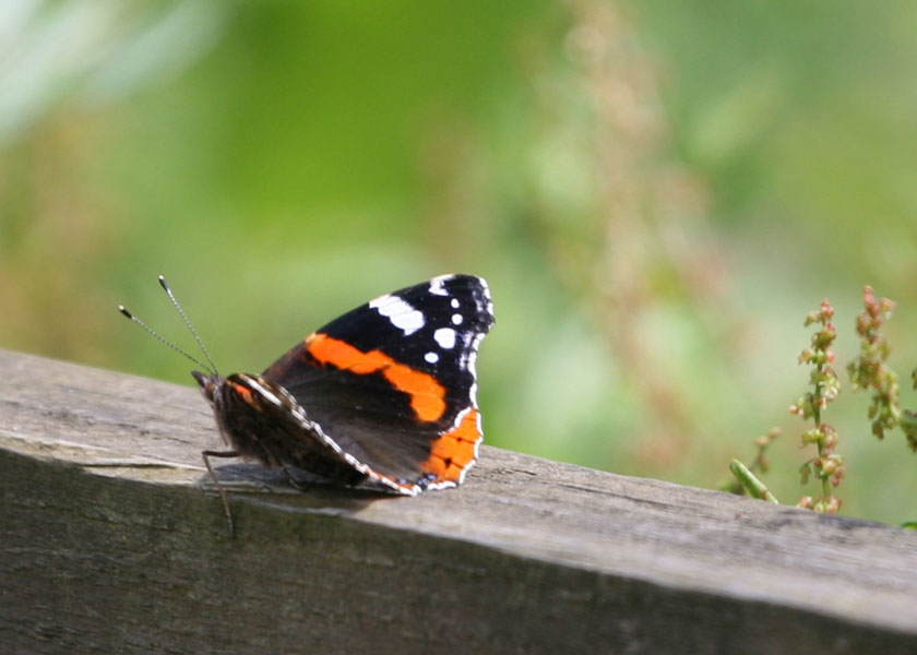 Red Admiral