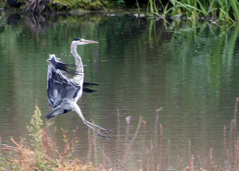 A Heron landing