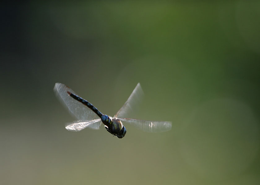 Dragonfly