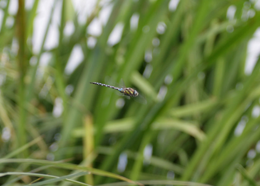 Hovering Dragonfly