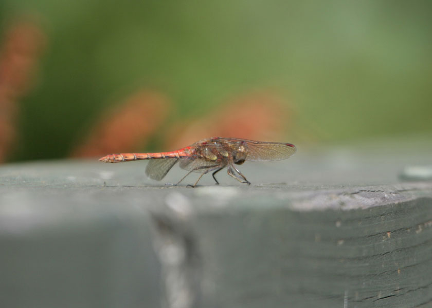 Red Dragonfly