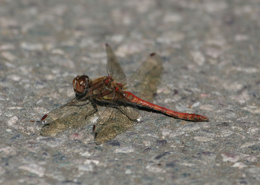 Red Dragonfly