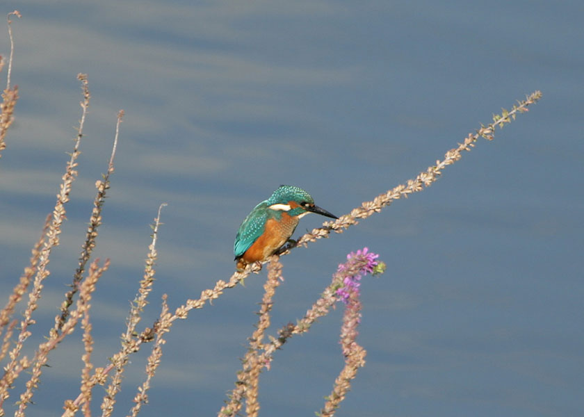 Kingfisher